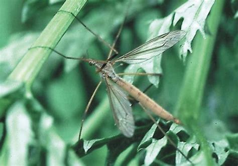 Leatherjacket Control How To Get Rid Of Leatherjackets In A Lawn