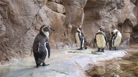 SeaWorld San Diego Introduces Humboldt Penguins on Exhibit ...