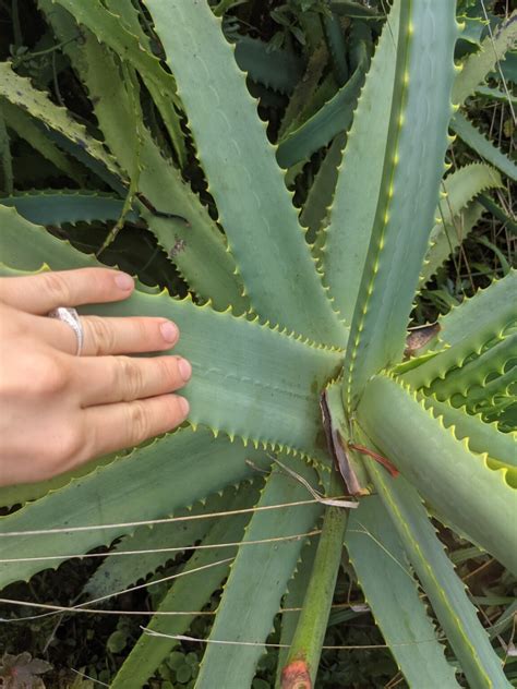 Ethically Harvesting And Processing Aloe Vera • Insteading