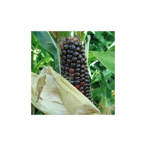 An Open Ear Of Corn On The Cob With Other Plants In The Back Ground