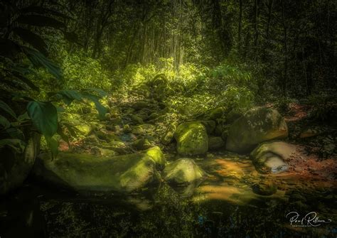 Forest Floor Paul Rollison Flickr