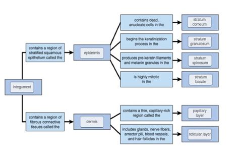 Bone Remodeling Concept Map Mastering A And P Eadith Madelaine