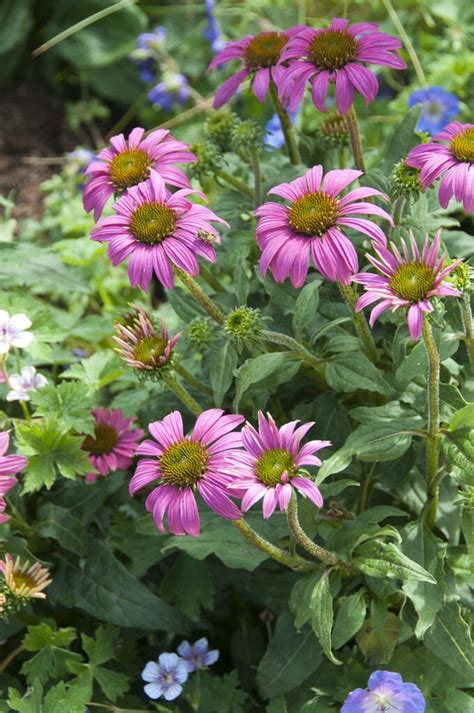 Echinacea Purpurea Powwow Wild Berry Zonnehoed Plantbezorgd