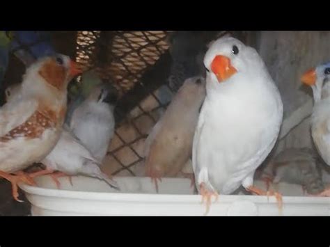 Mutation Zebra Finch Zebra Finch Mutation Breeding Progress