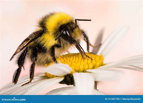 White Tailed Bumblebee White Tailed Bumblebee Bumblebee Bombus