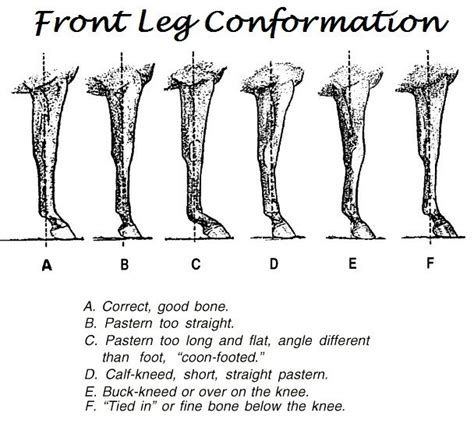 Horse Anatomy Front Leg - Anatomical Charts & Posters