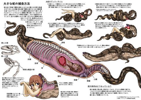 図鑑で学ぶ蛇の丸呑み KURO