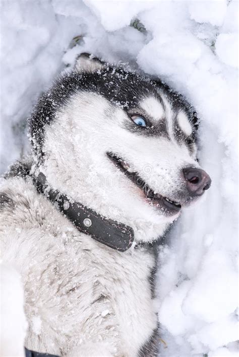 Retrato Del Husky Siberiano De La Raza Del Perro En Terreno Nevoso