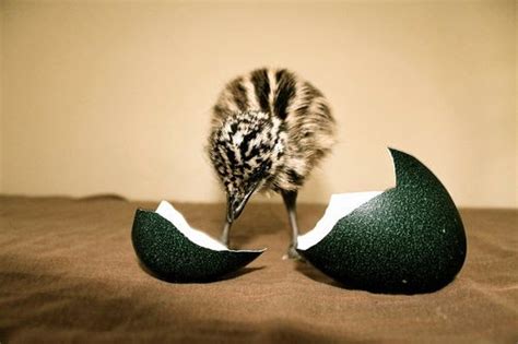 emu farming  easy  ins  outs  emu egg hatching part