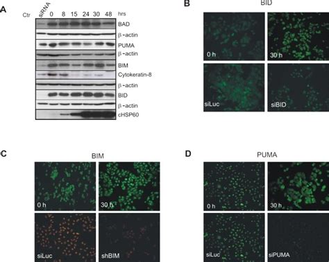 (A) HeLa cells were either transfected with the siRNA (siRNA) to ...