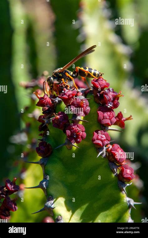 Sydney Australia Paper Wasp On The Top Of Flower Of Euphorbia Griseola