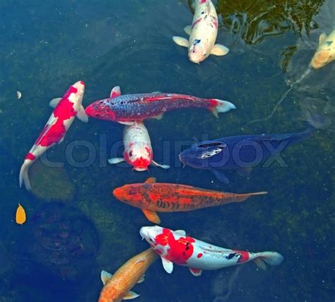 Colorful japanese fish (koi, carp) in koi pond | Stock Photo | Colourbox