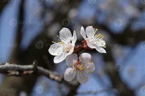 Spring Flowering Trees Pollination Of Flowers Of Apricot Blooming