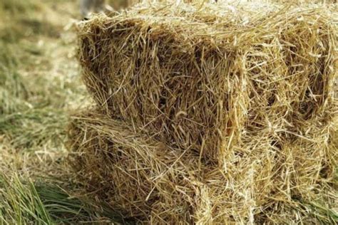 СОЛОМА ПШЕНИЧНАЯ 20 кг Свежая заготовка - купить с доставкой по ...