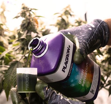 Plagron USA on LinkedIn: #plagron #greensensation #growlegendary