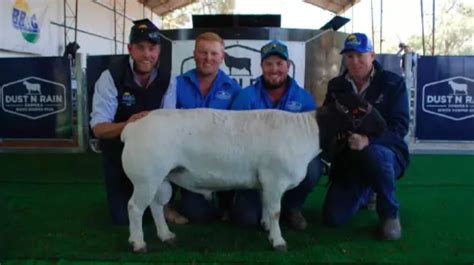 Dorper Sheep Society Australia Revealed Australias Top Terminal