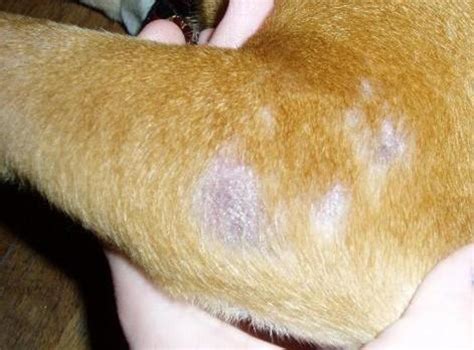 Dog Skin Disorders Causes Symptoms Types And Breeds Prone To Them