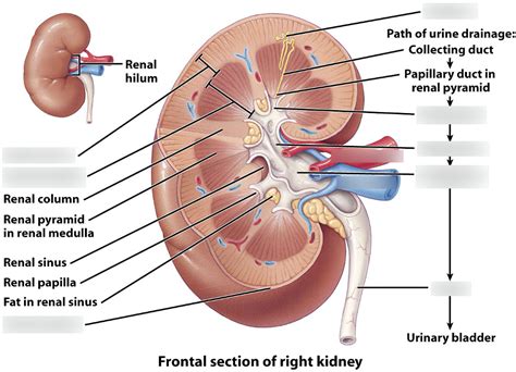 Urinary System Diagram Quizlet