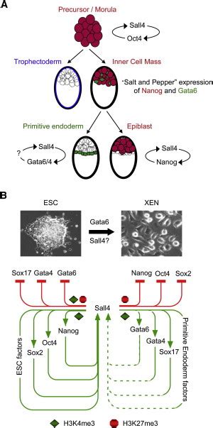 Sall4 Regulates Distinct Transcription Circuitries In Different