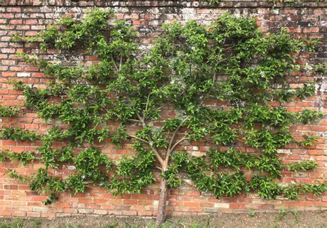 Pruning Pear Trees: A Step-by-Step Guide - Plant Propagation