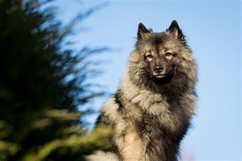 Wolfsspitz Steckbrief Charakter Haltung BerufungTier De Tierblog