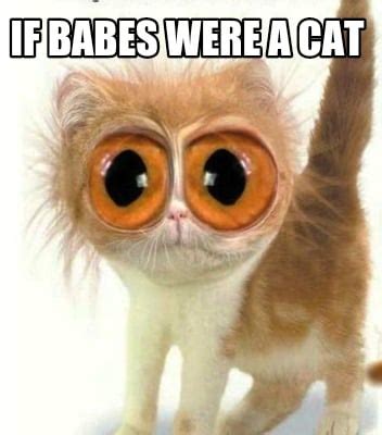 Cat With Big Eyes Meme - Cat's Blog