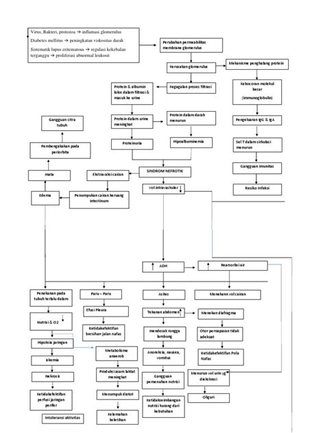 Pathway Sindrom Nefrotik Pdf