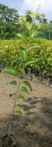 Sapling Mehrun Green Well Watered Apple Ber Plant For Outdoor At Rs 25