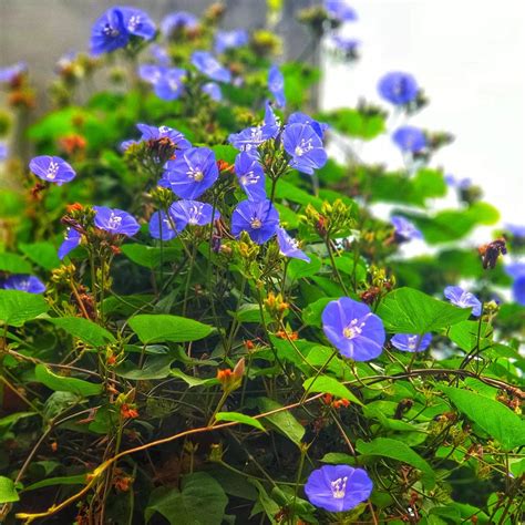 When Does Morning Glory Bloom [Reblooming Guide]