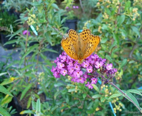 Ny Ri Orgona Buddleja Davidii