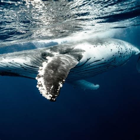 Ballena Significado Y Caracter Sticas Marinas Descubre M S Sobre