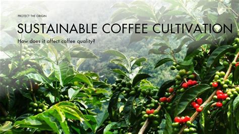 How Does Sustainable Coffee Production Affect Coffee Quality