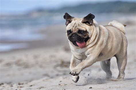 Pug Dogs | Dog Breeds