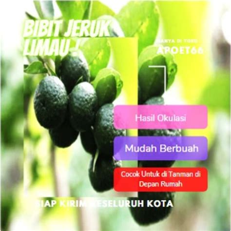 Jual Bibit Pohon Jeruk Limo Tanaman Buah Shopee Indonesia