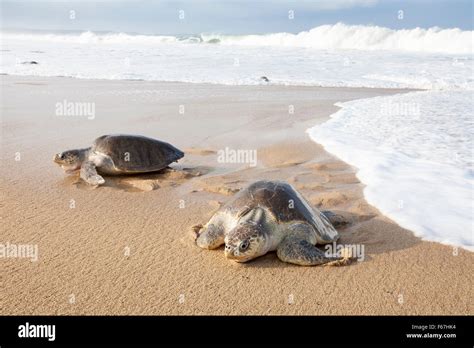 A Couple Of Olive Ridley Sea Turtles Crawl Up The Beach To Nest At