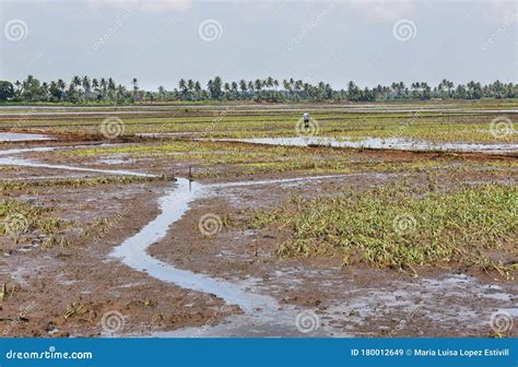 Paddy Fields Flooded Near Kumarakom Kerala India Stock Image Image