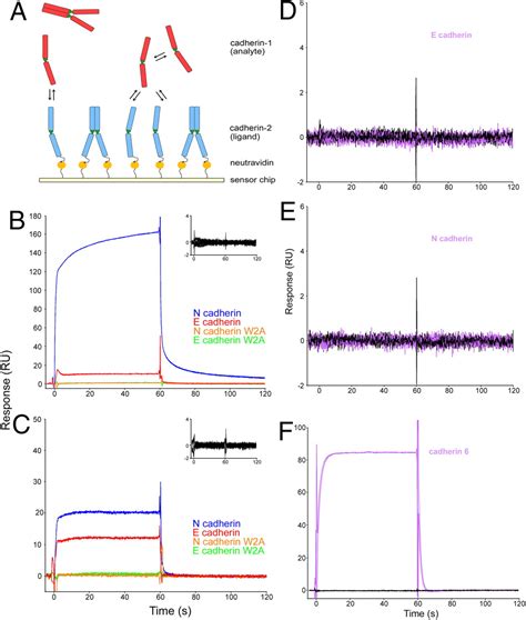 Linking Molecular Affinity And Cellular Specificity In Cadherin