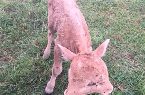 Two Faced Cow Is Surprisingly Adorable