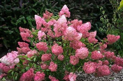 Hydrangea Types | What Are Your Choices? - PlantingTree | Strawberry ...