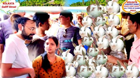 Recent Rabbit Price Galiff Street Pet Market Kolkata Biggest Market