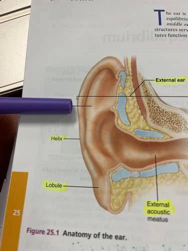 BS 014 Hearing And Equilibrium Flashcards Quizlet