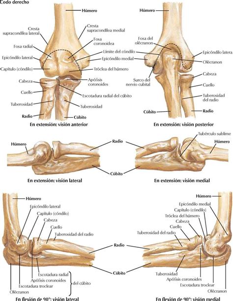 Anatomia Del Codo Codo Articulacion Images