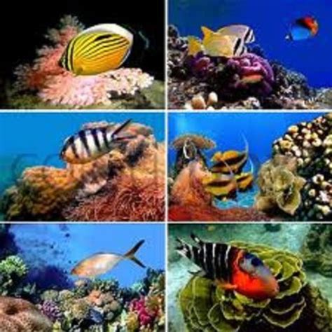 Breeding Tropical Fish - Fish Breeds by Brenda Van Niekerk | Goodreads