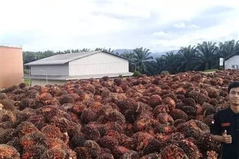 Daerah Penghasil Kelapa Sawit Terbanyak Di Indonesia Juaranya Bukan