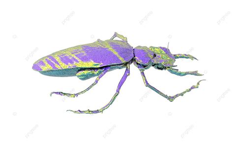 Large Stag Beetle With Antlers Stag Beetle Beetle Wing Photo Background ...