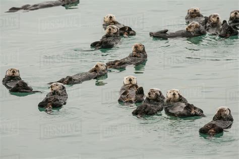 Sea Otters Enhydra Lutris In Prince William Sound Near Cordova