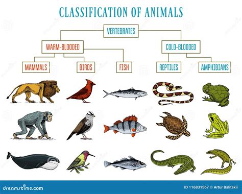 Classification of Animals. Reptiles Amphibians Mammals Birds. Crocodile ...