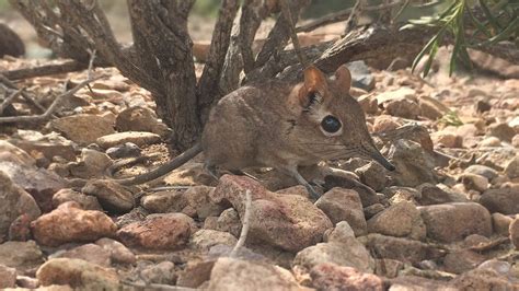 Elephant Shrew Rediscovered In Africa After 50 Years Bbc News