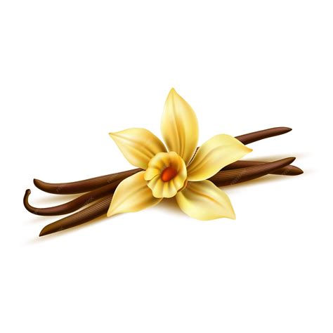 Fleur de vanille réaliste avec des bâtons secs | Vecteur Premium