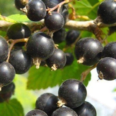 Смородина Чаровница: описание и характеристики сорта, отзывы ...